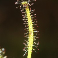 Drosera indica L.